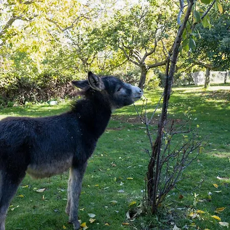 El Zarzal Country house Horche